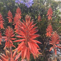 Honey Feed Your Soul