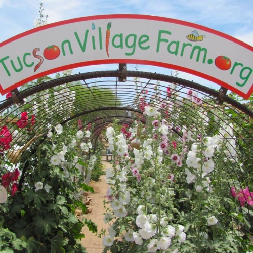 Tucson Village Farm Interview With Fiona Van Haren By Gosh Darn