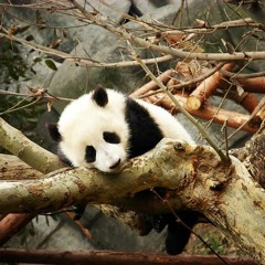 LITTLE PANDA