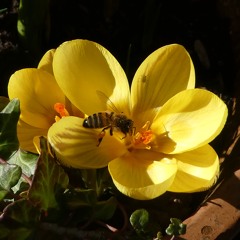 Beethoven Bagatelle Op. 119.4 CFX