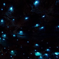 Serenade of the Glow Worms