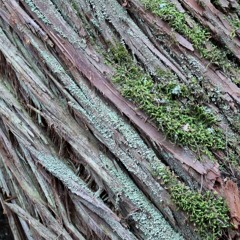 Atlantic White Cedar