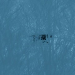 Dark Pond With Icy Surface