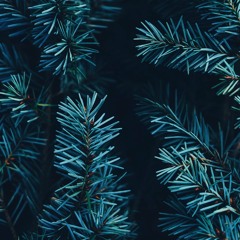 Jule Vera - Deck the Halls