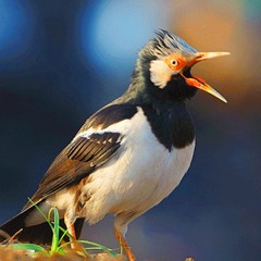 Suara Burung Jalak Suren | SUARA MASTER