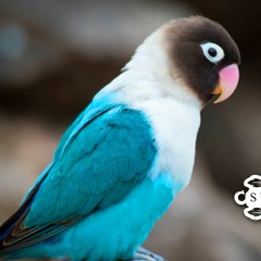 Suara Burung Lovebird | SUARA MASTER