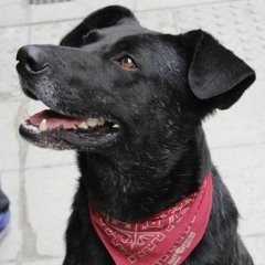 단결한 민중은 절대 지지 않는다(El pueblo unido jamás será vencido) v. mh_ch