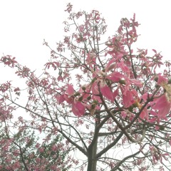 Laung Laachi_Sheesha Ep 9★ Harshdeep K _ Ranjit B(MP3_160K).mp3