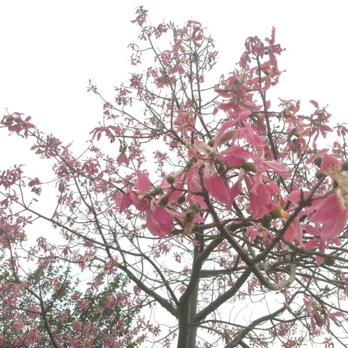 Laung Laachi_Sheesha Ep 9★ Harshdeep K _ Ranjit B(MP3_160K).mp3