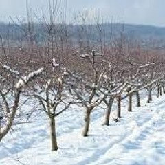 Christmas Eve (Sarajevo 12/24)