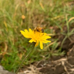 bushes & bees (prod Loganic)