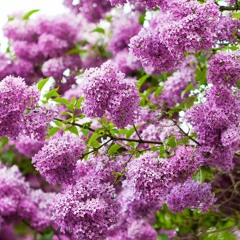 Звёздная Сирень Машина Времени Кавер