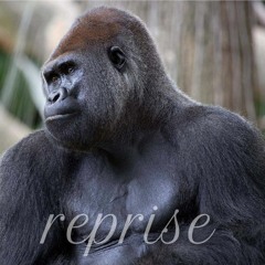 KKMDS - Reprise