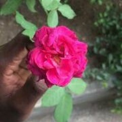 Niko - ou pa kita, ou pa nago(reziyenm)