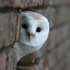 夜空の明るい光