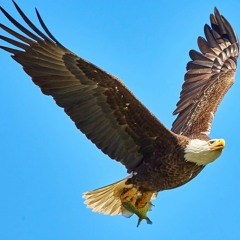 El canto enamorado (Aguila Aguile)