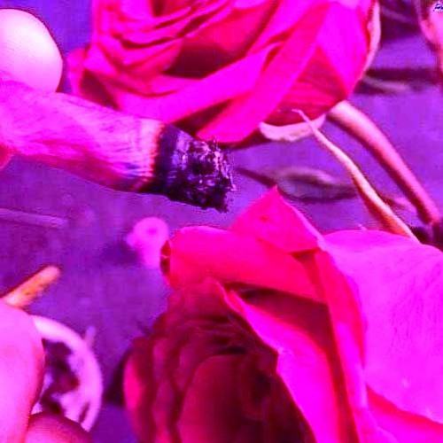 Lala &ce Feat $ali - Beautiful Gini (Cn$ By R$)