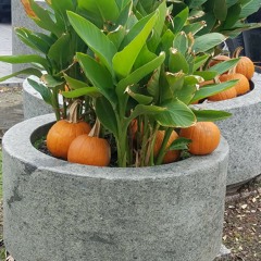 Cello Sonata in F major, Op. 67 (1904): Moderato quasi Andante by Mel Bonis