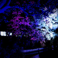 Chroniques de Noördheven - 24 décembre