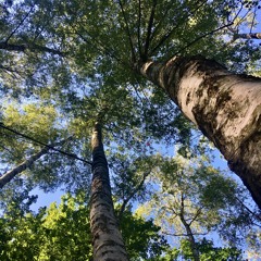 Flanieren im Wald