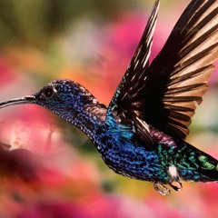 Hummingbird