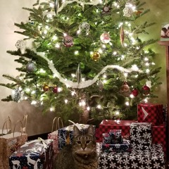 I Don't Care That Its Christmas (2020)