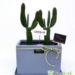 선인장 -여름의 온도
