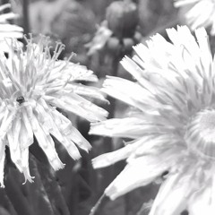 Конфеты и счастье