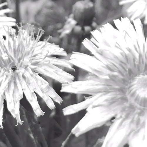 Конфеты и счастье