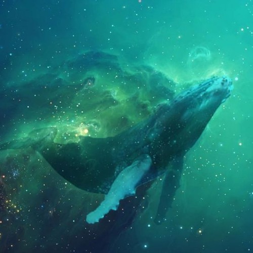 Space Whale Adventures