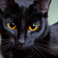 P.A.N. (Prod. by Young Wavy)