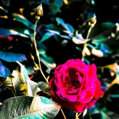 SANTA CLAUS _ Addy Nagar  (Official song)  _ Kang(MP3_160K).mp3