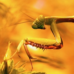 The Golden Mantis