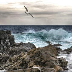 When Seagull Meets Whale Sample