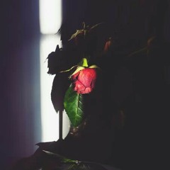DEAD | ROSE