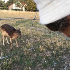 deerhoofs best iof deaced playlist!