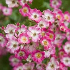 Lavǝ̶̧̫͕̼̼̞͉̦̻̱͙̳nder