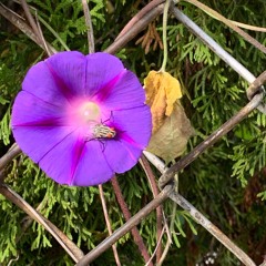 Conshus - Stevens Universe