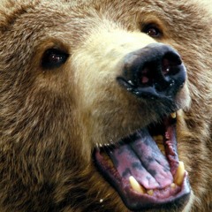 TARS - L'Ours