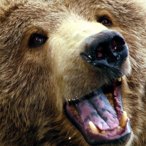 TARS - L'Ours