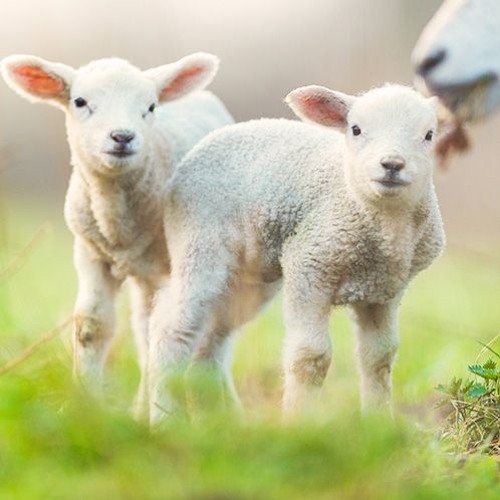 Pastorale2(Royalty Free Music)