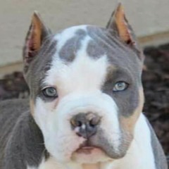 NBA YOUNGBOY - Dear Jania Feat. DaBaby (Official Audio).mp3