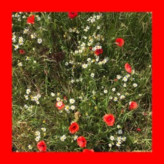 last flowers (radiohead)