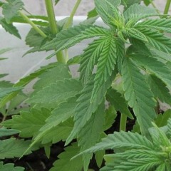 Apoco No Want Ft Asno