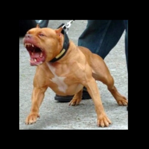 Stop Barking ft. SlimeThaKid & Noly P