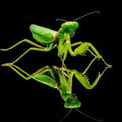Mantis