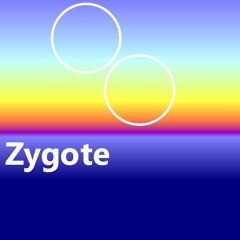 Zygote