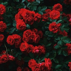 𝓑𝓪𝓭 𝓪𝓼𝓼 𝓲𝓷 𝓭𝓪 𝓗𝓐𝓤𝓢