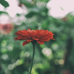 Yarim senden ayrılalı