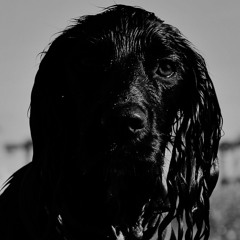 HouseHound Drum&Bass 2